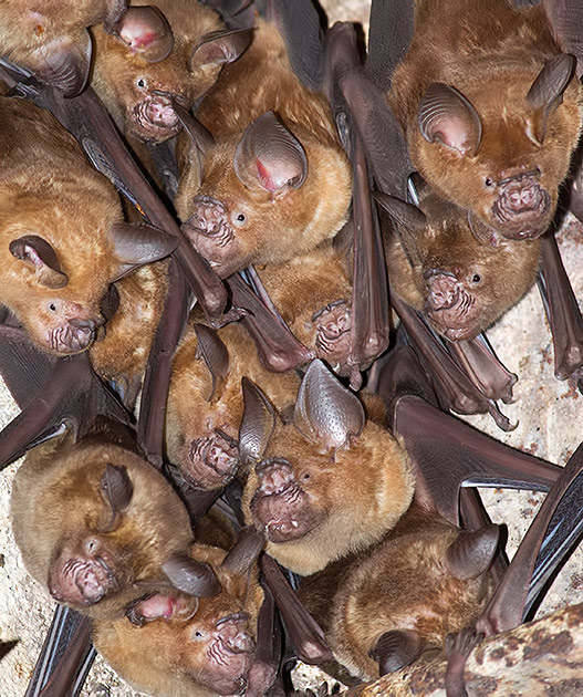 Hipposideros lankadiva