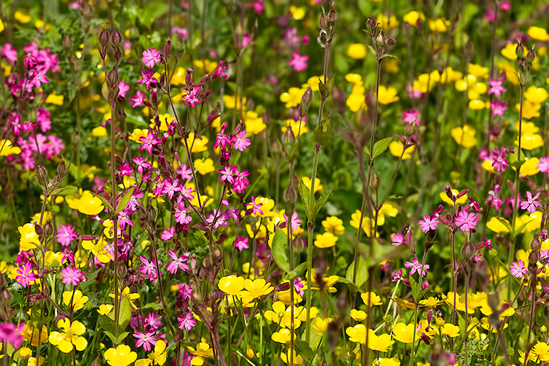 Orielton flowers