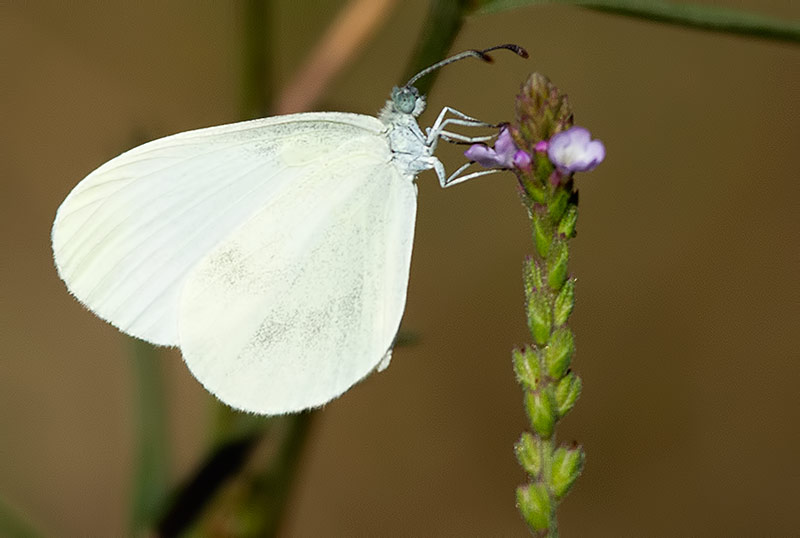 wood white