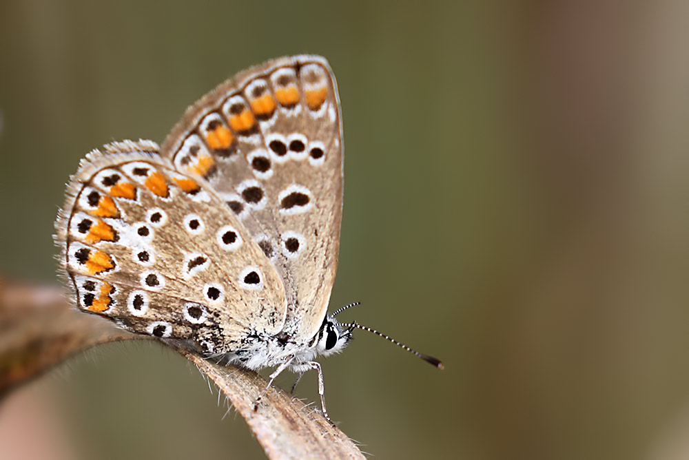 brown argus