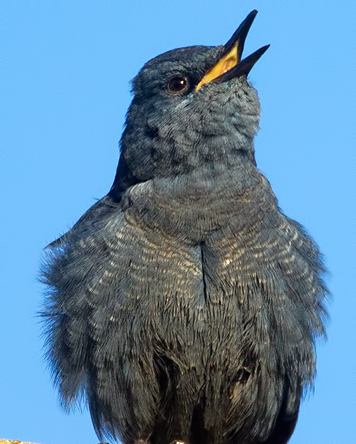 blue rock thrush