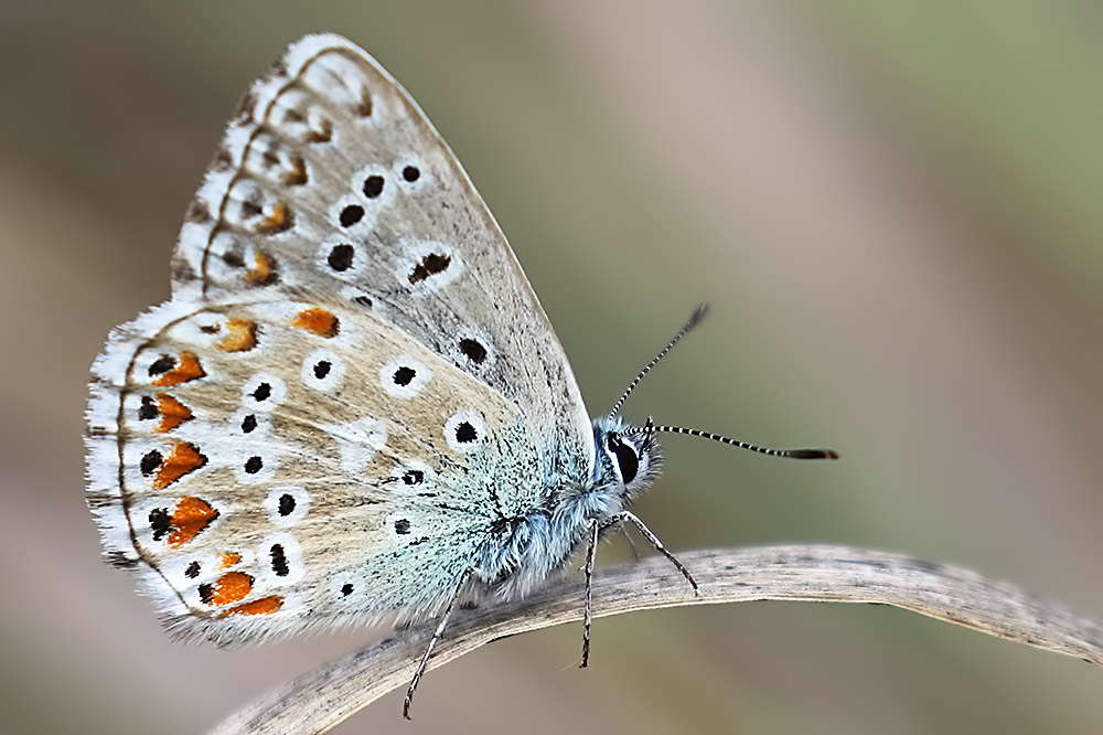 common blue