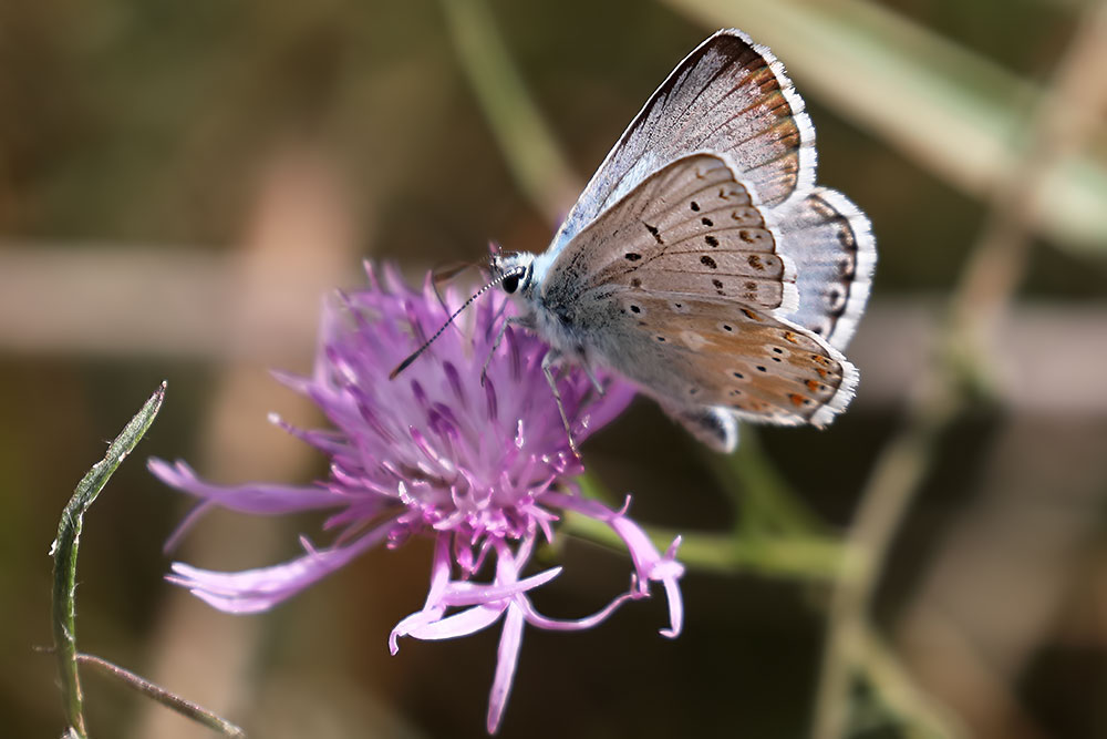 chalk-hill blue