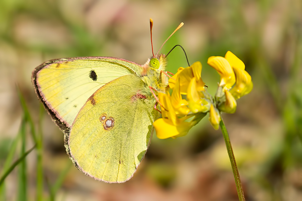 Berger's clouded yellow