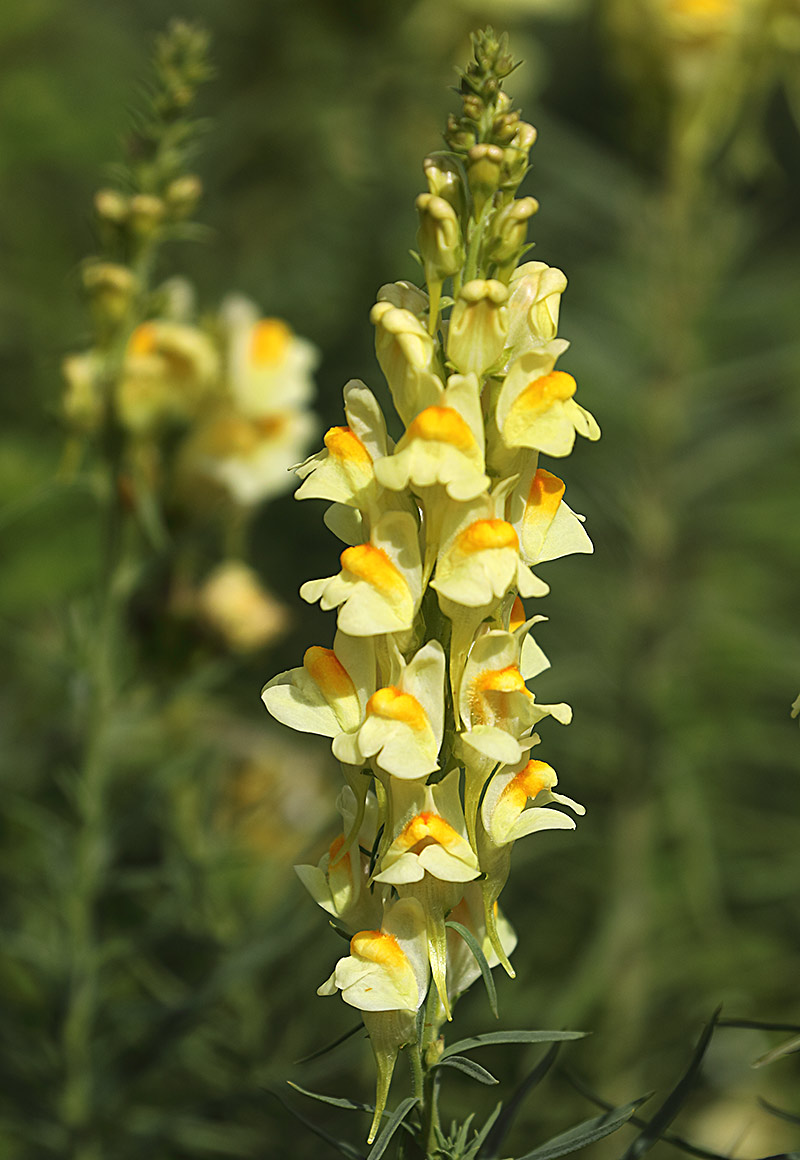 common toadflax