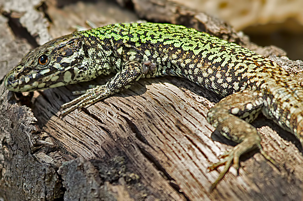 common wall lizard