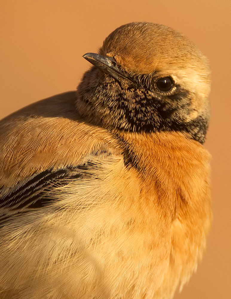 desert wheatear