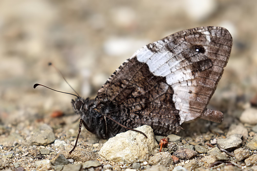 great-banded grayling