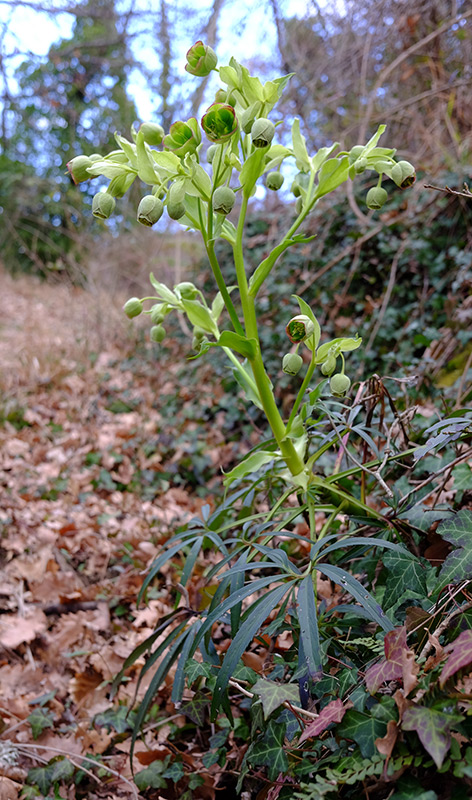 stinking hellebore