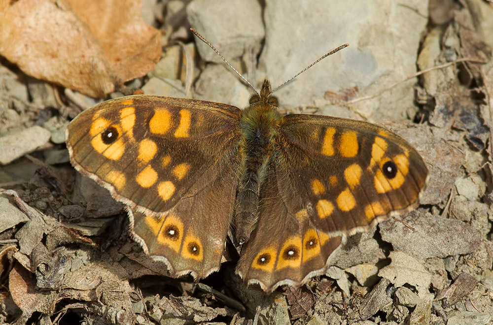 Mediterranean speckled wood