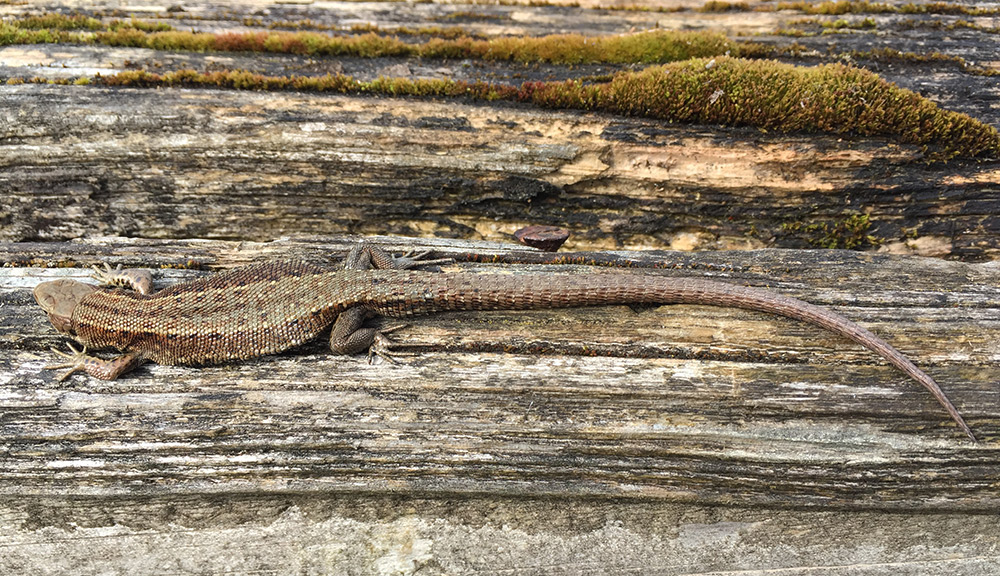 common lizard