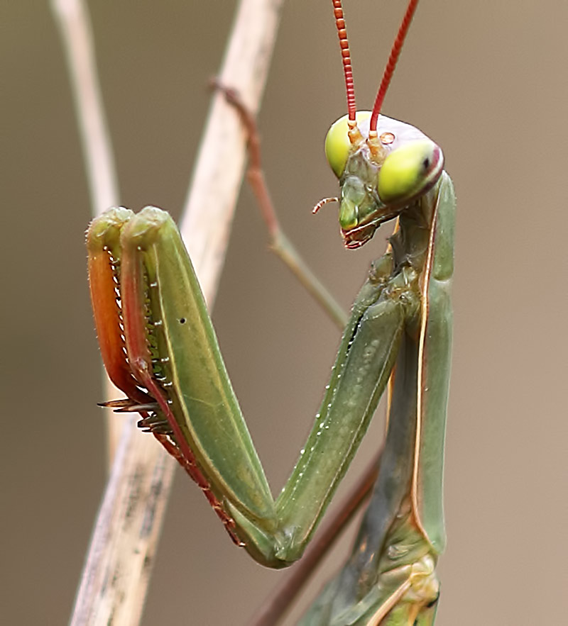 praying mantis