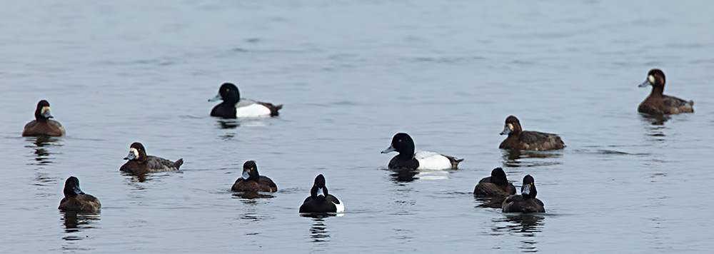 greater scaup