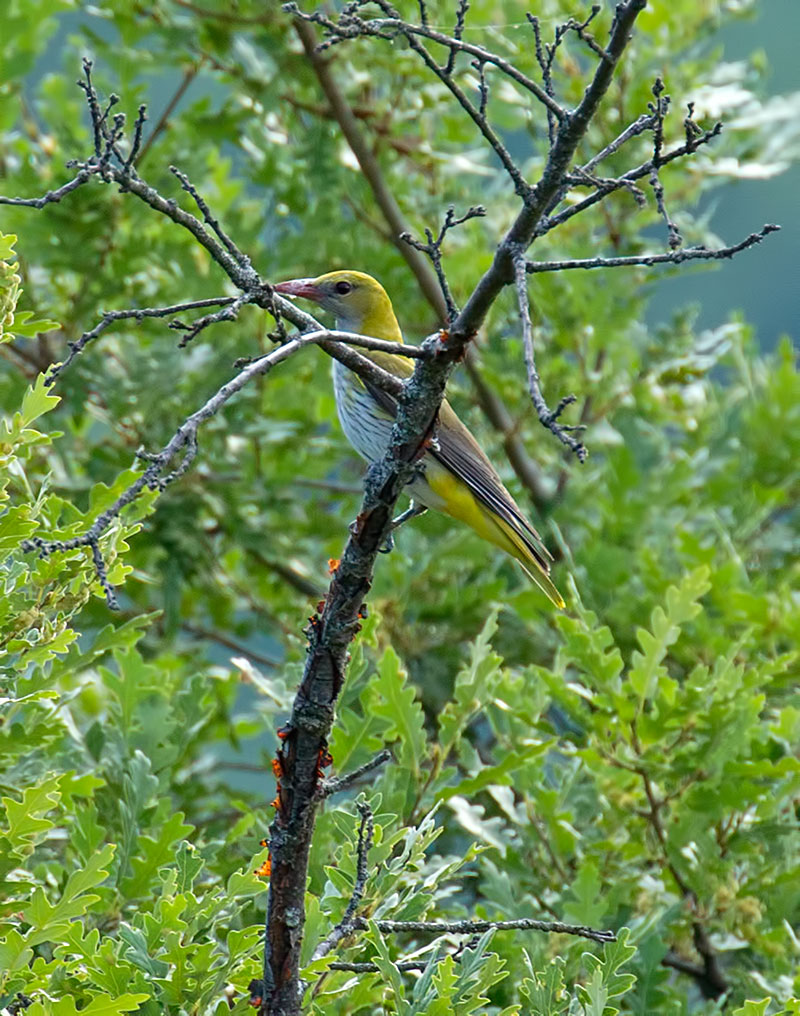 golden oriole