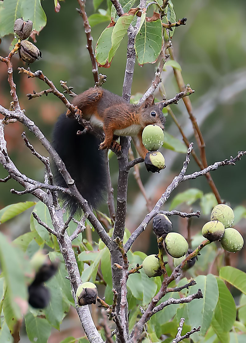 red squirrel