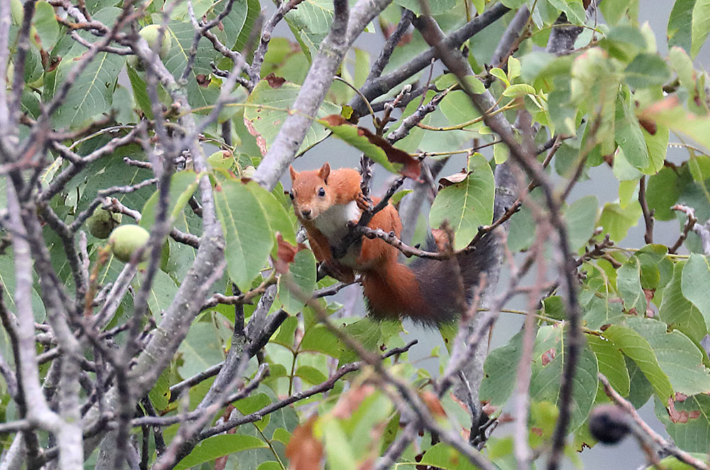 red squirrel