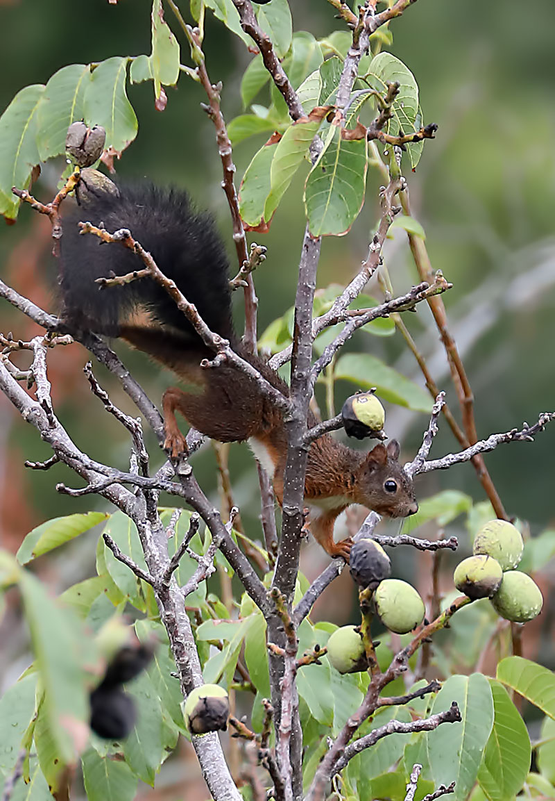 red squirrel