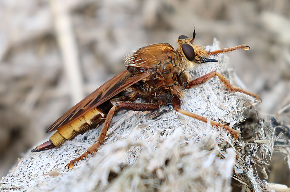 robber fly