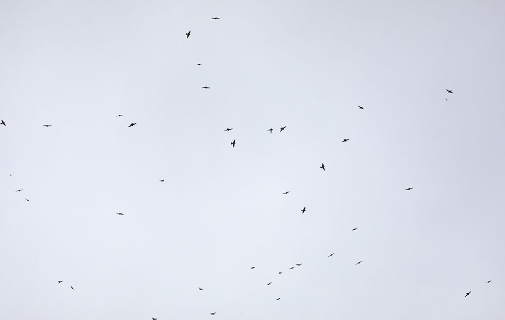 bee-eaters