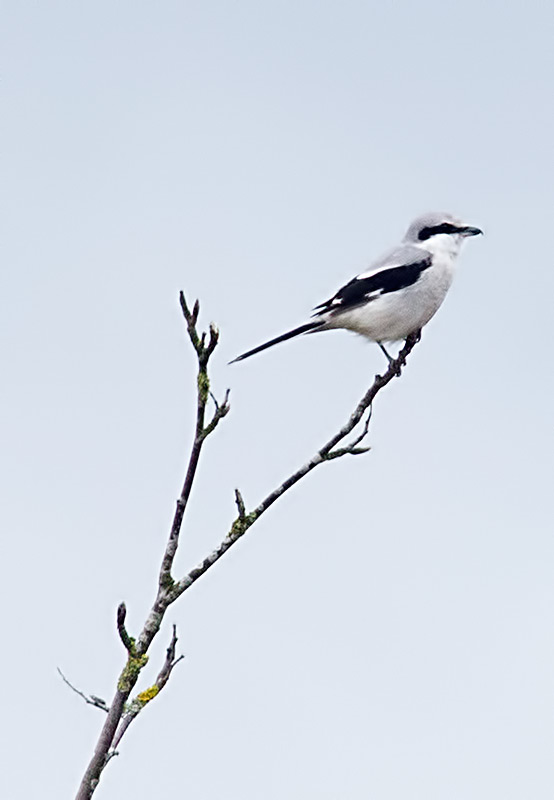 great grey shrike