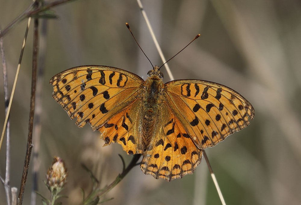 fritillary sp.