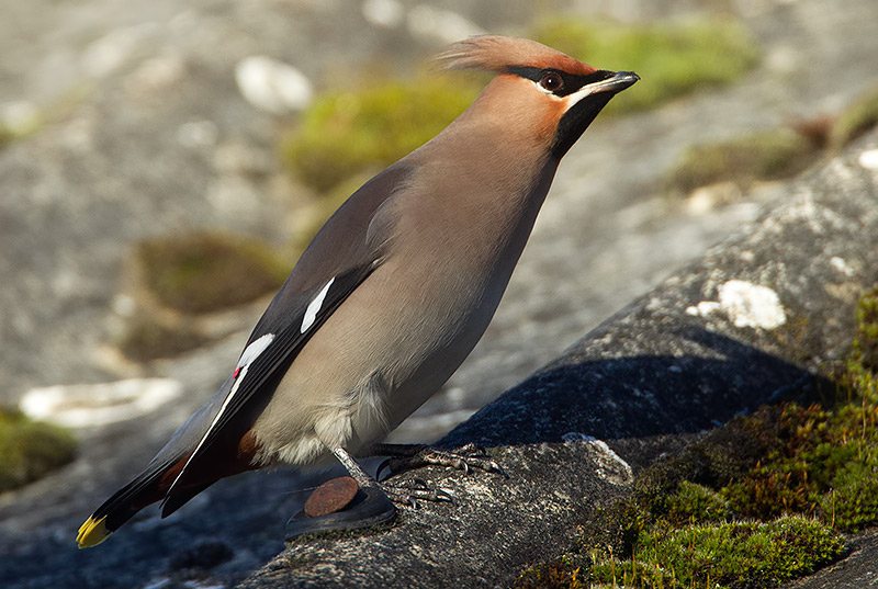 waxwing