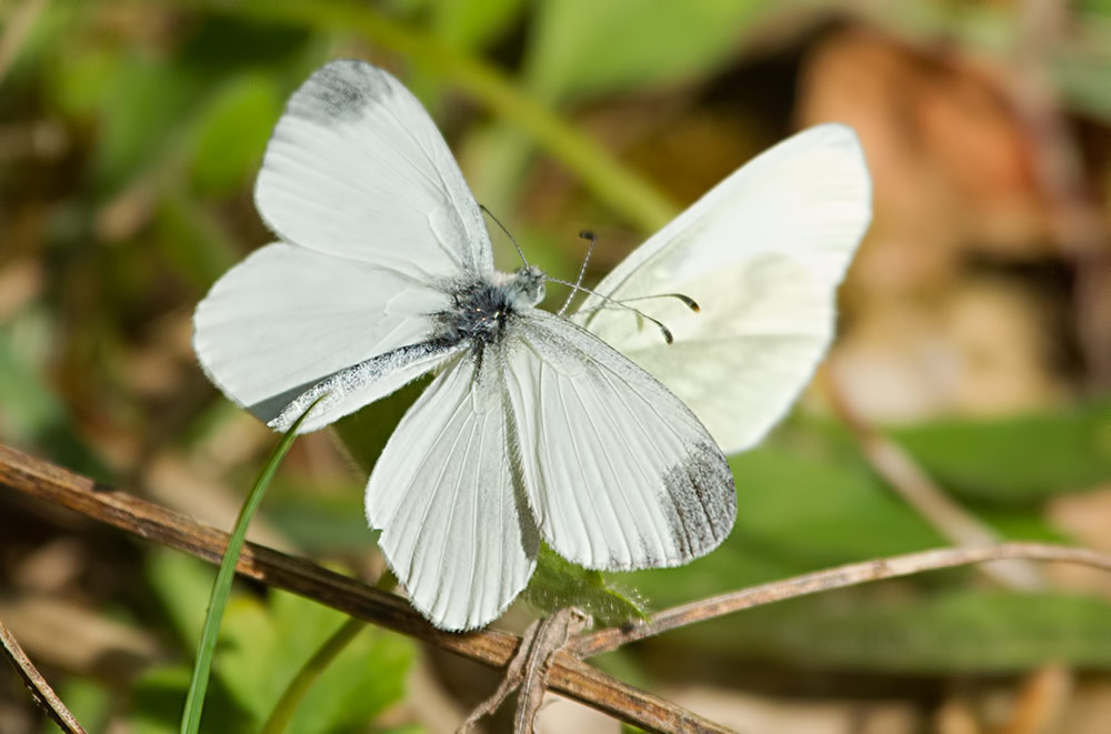 wood white