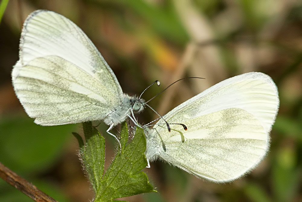 wood white