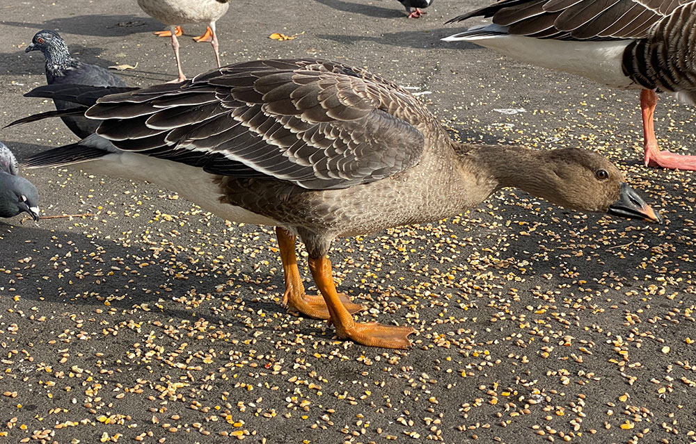 tundra bean goose