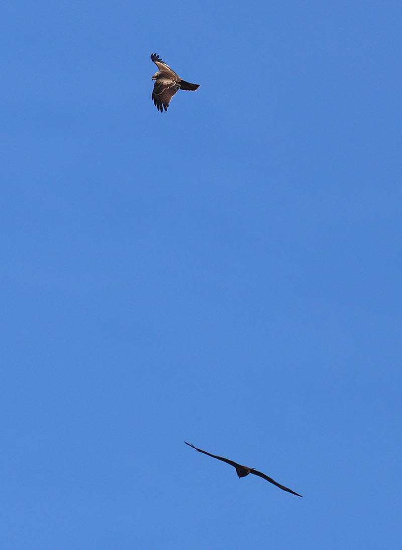 black kites