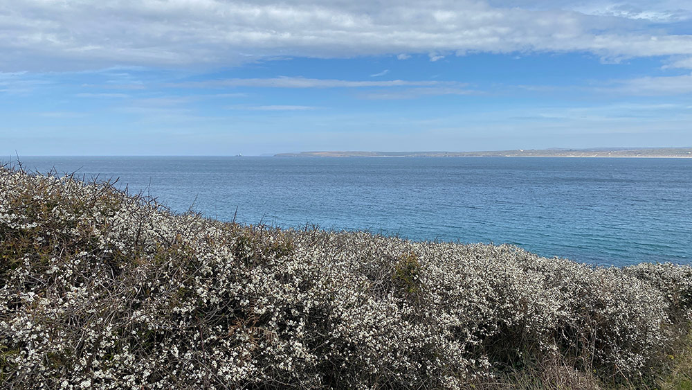 blackthorn