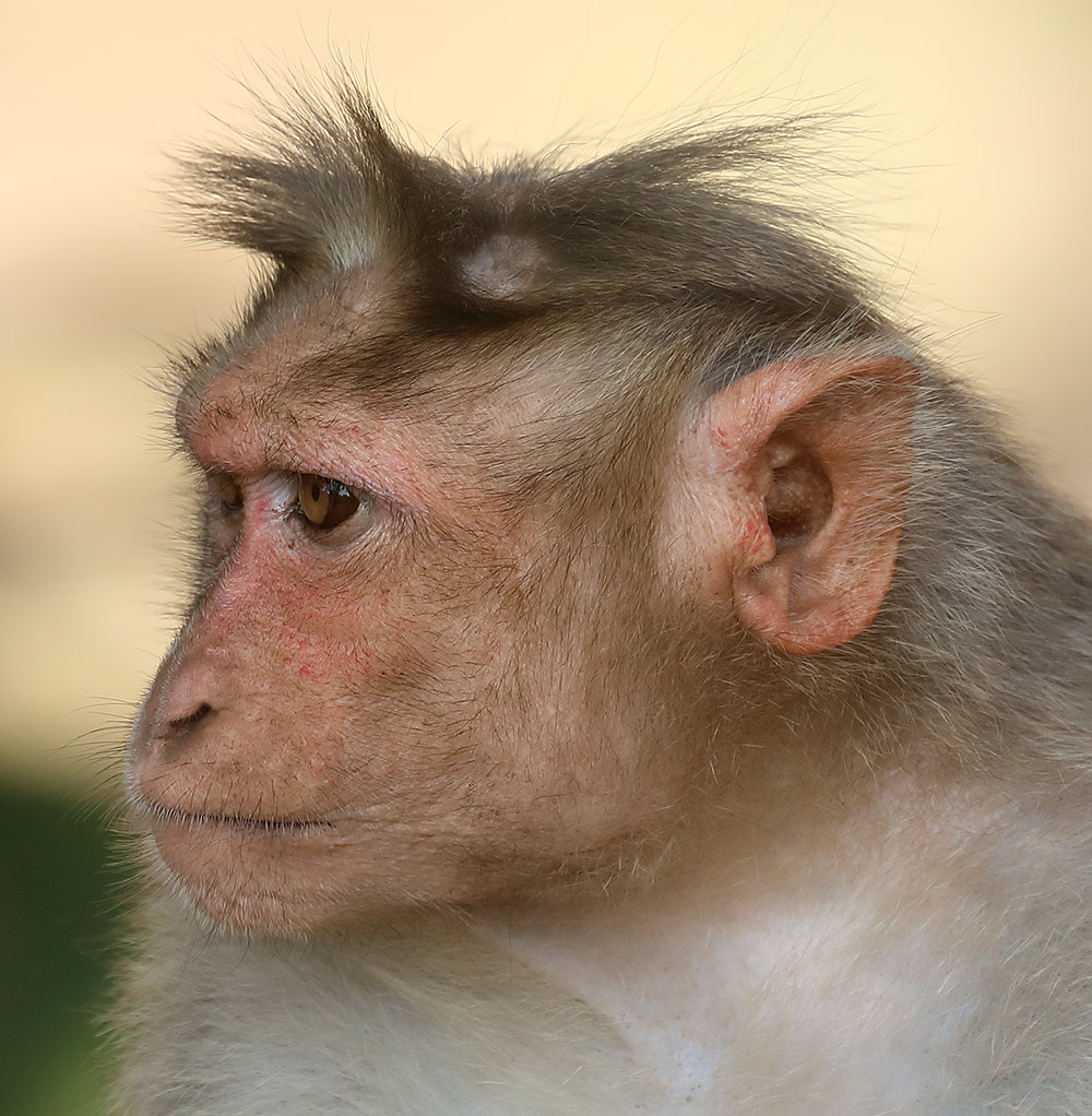 Bonnet macaque