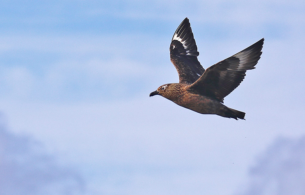 bonxie