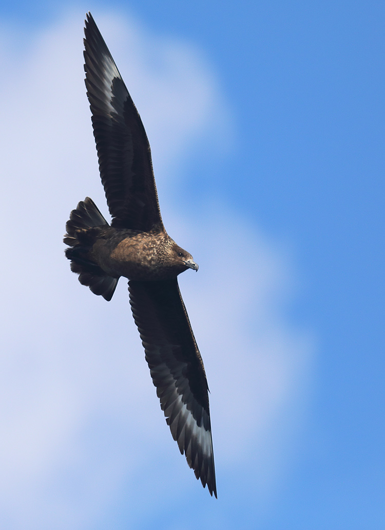 bonxie