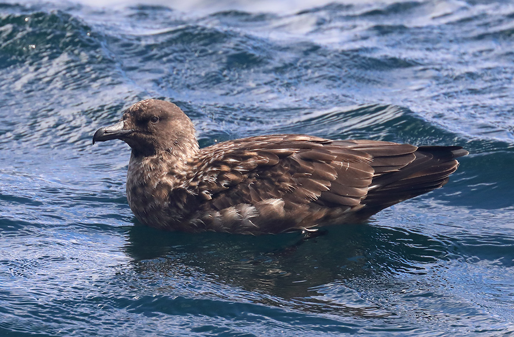 bonxie