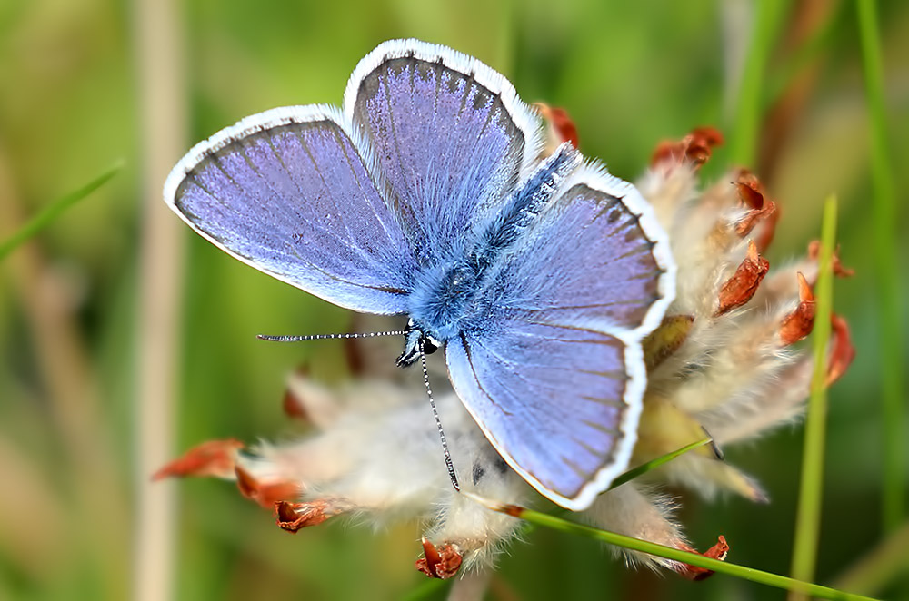 common blue