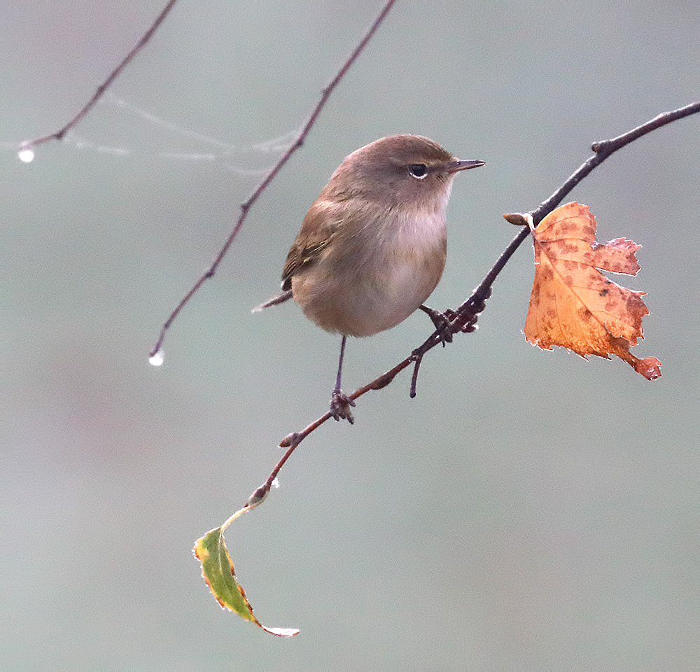 chiffchaff