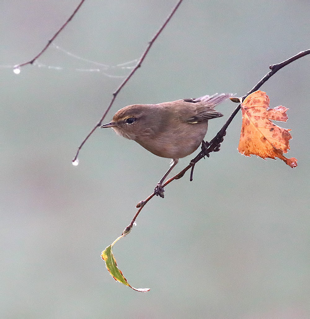chiffchaff