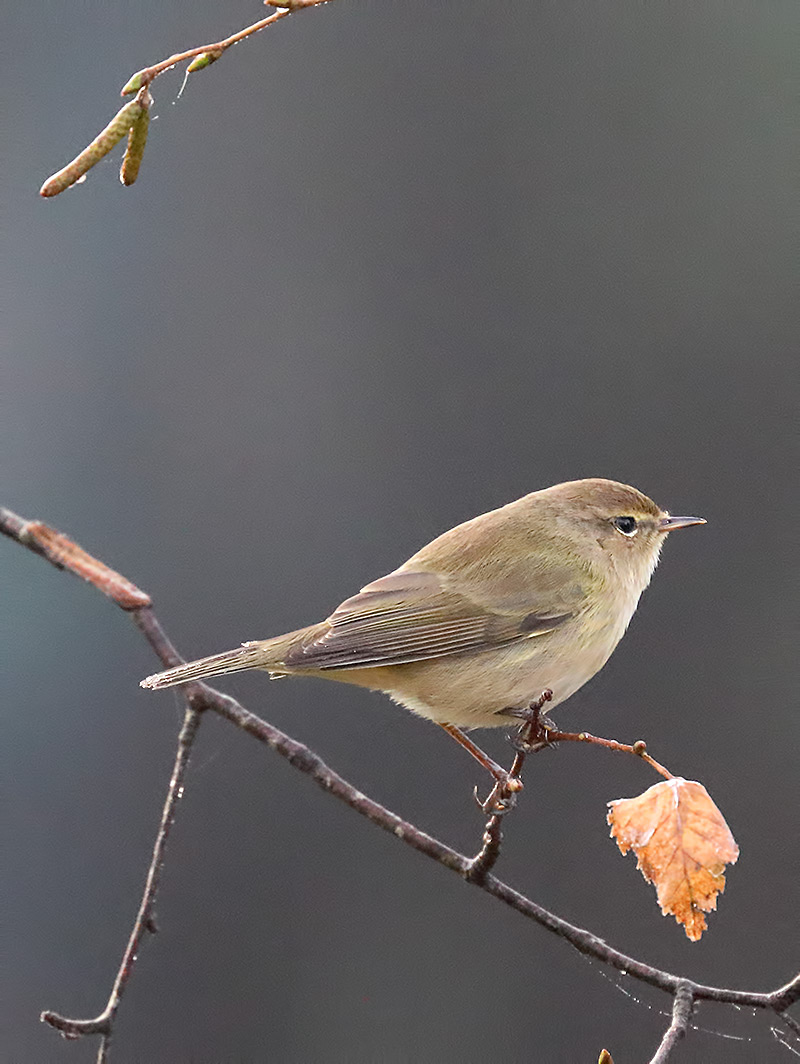 chiffchaff