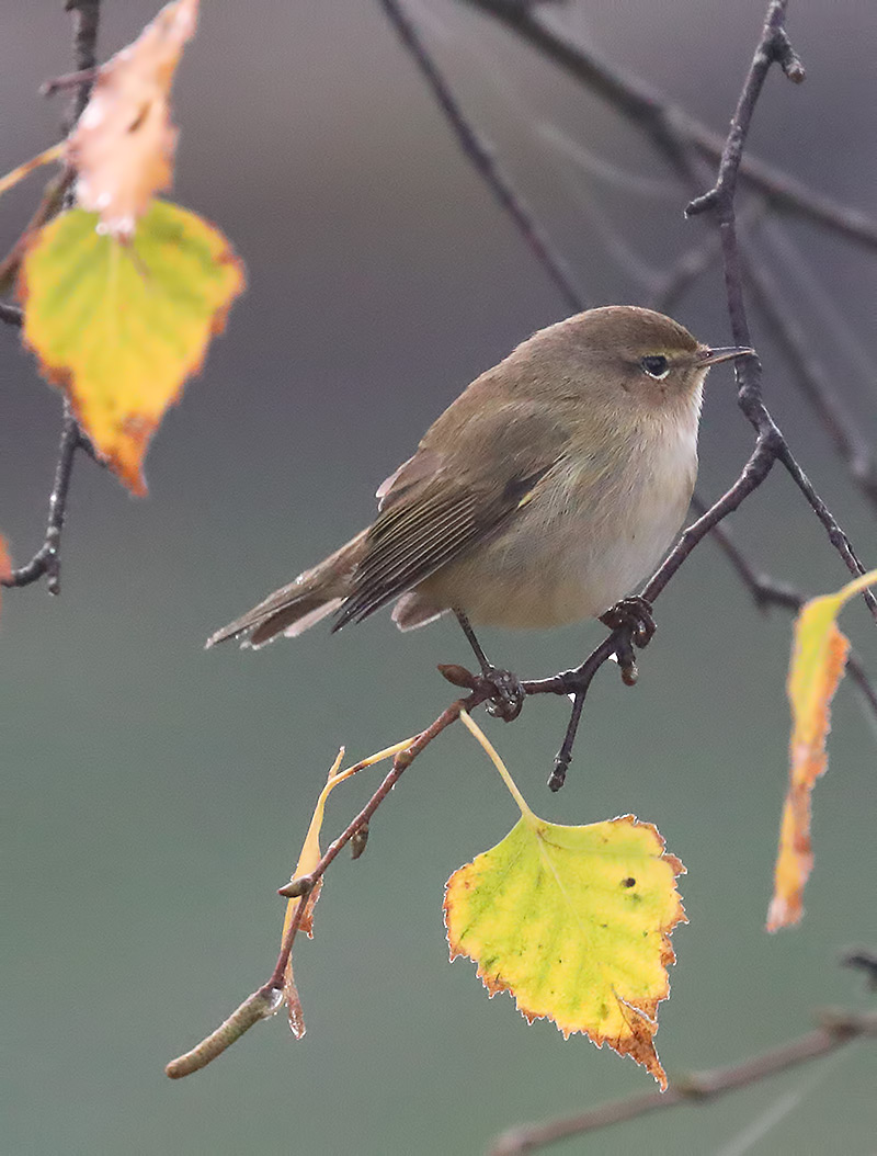 chiffchaff