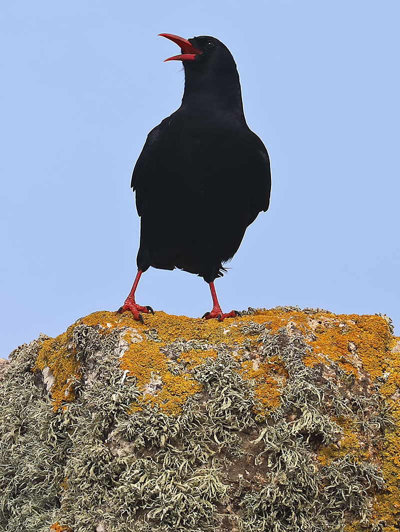 chough