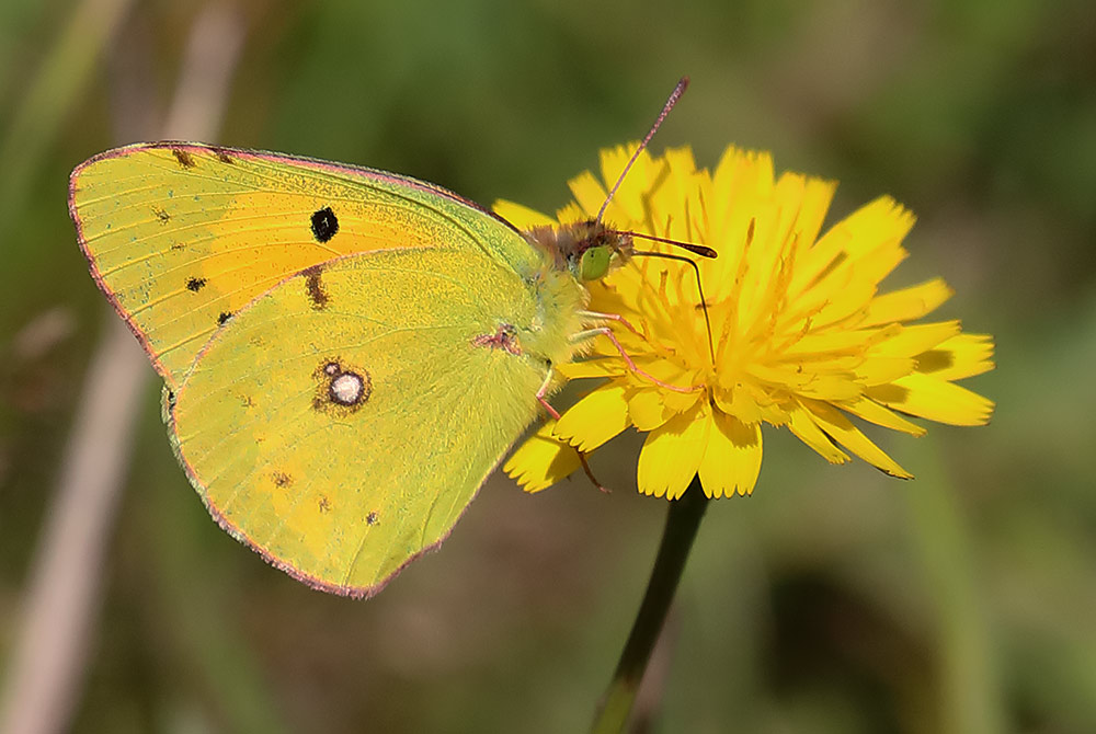 clouded yellow