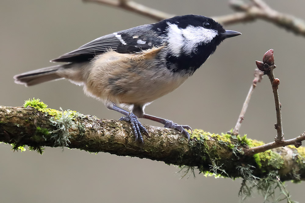 coal tit