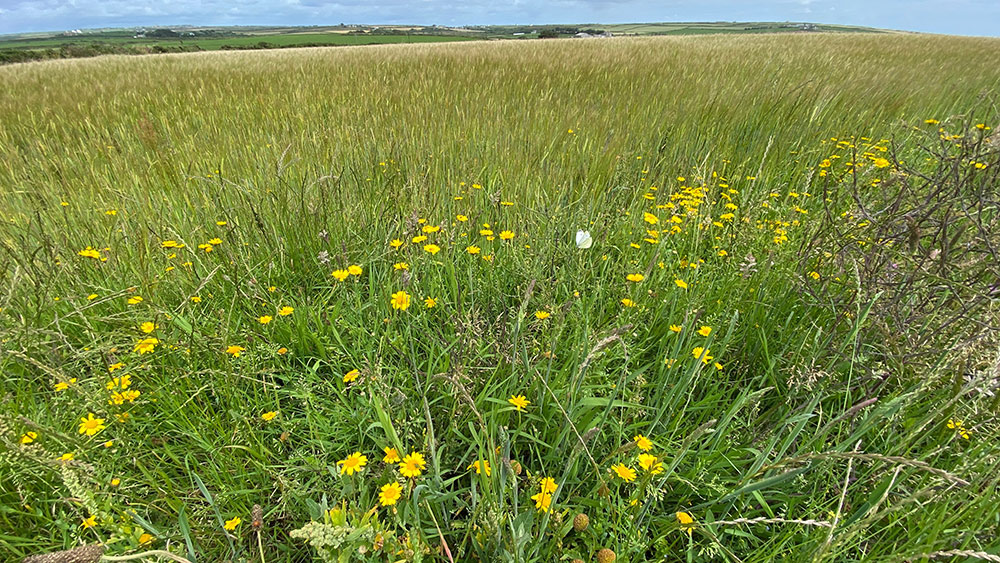 corn marigolds