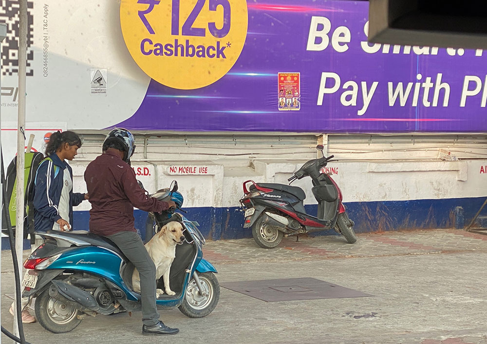 dog on scooter