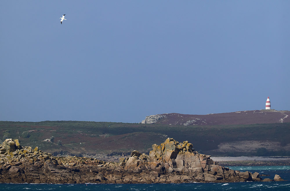 gannet near Daymark