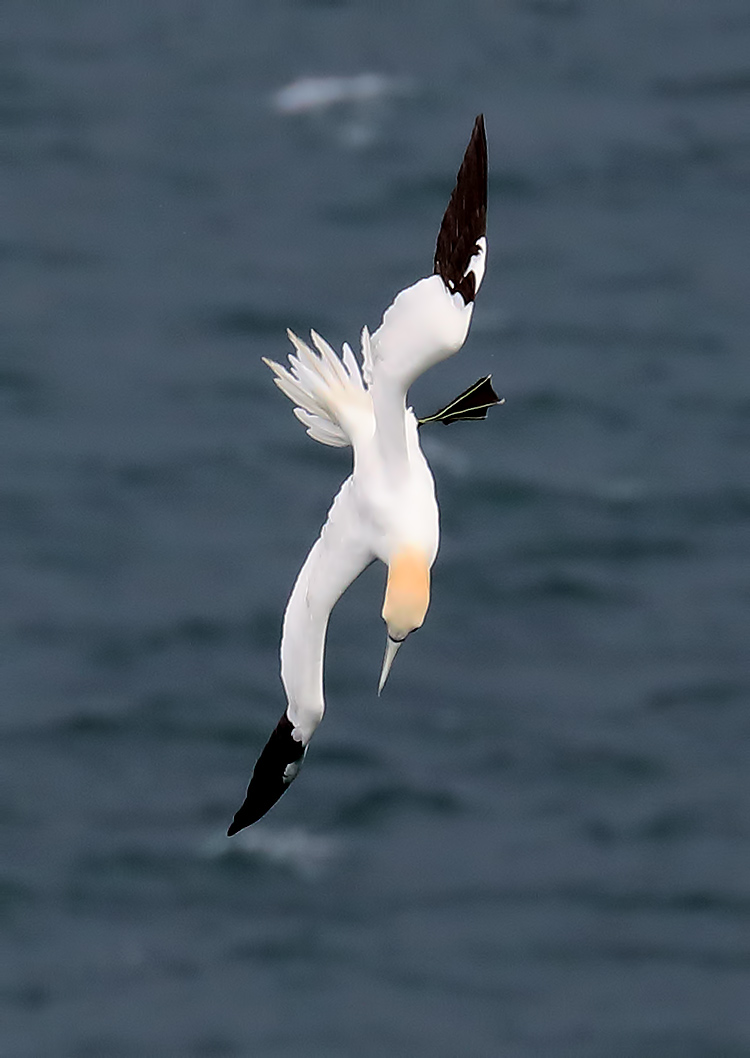 gannet