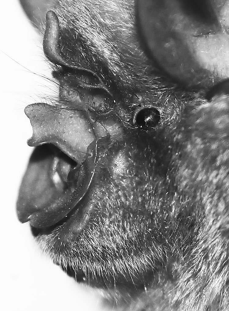 greater horseshoe bat