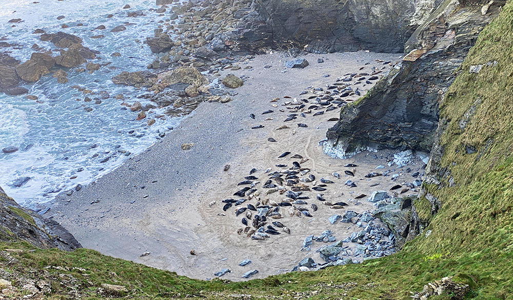 Godrevy seals