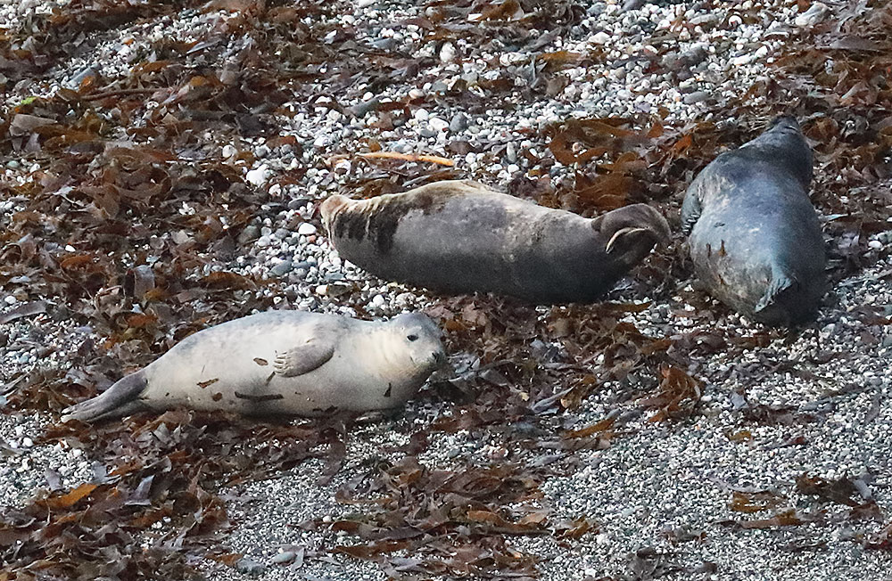 grey seals
